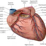 Артерии сердца
