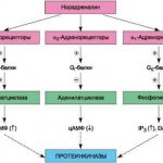Beta adrenergic agonists. Classification, list of drugs, mechanism of action, side effects 