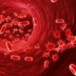 Red blood cells inside a vessel