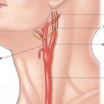 Where is the carotid artery located in the human neck?