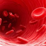 Where are red blood cells destroyed?