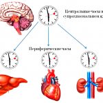 Hierarchy of internal biological clocks