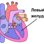 Left ventricle of the human heart