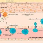 Миграция эффекторной Т-клетки в ткань при вирусной инфекции («Природа» №2, 2016)
