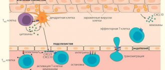 Миграция эффекторной Т-клетки в ткань при вирусной инфекции («Природа» №2, 2016)