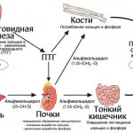 Determination of parathyroid hormone in Moscow