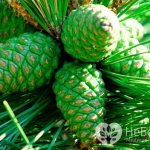 Pine cones contain substances that have a beneficial effect on the blood vessels of the brain