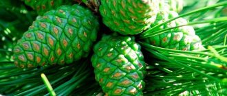 Pine cones contain substances that have a beneficial effect on the blood vessels of the brain