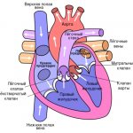 The structure of the heart muscle