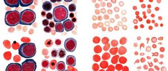 Вид различных клеток периферической крови человека