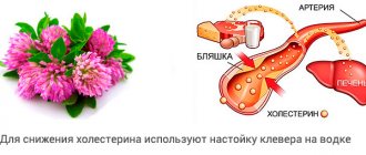 Effect of clover on cholesterol