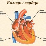 Внутренняя структура сердца
