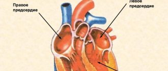Internal structure of the heart